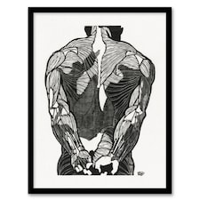 Reijer Stolk Anatomical Study Of Mans Back Muscles Framed Wall Art Print A3