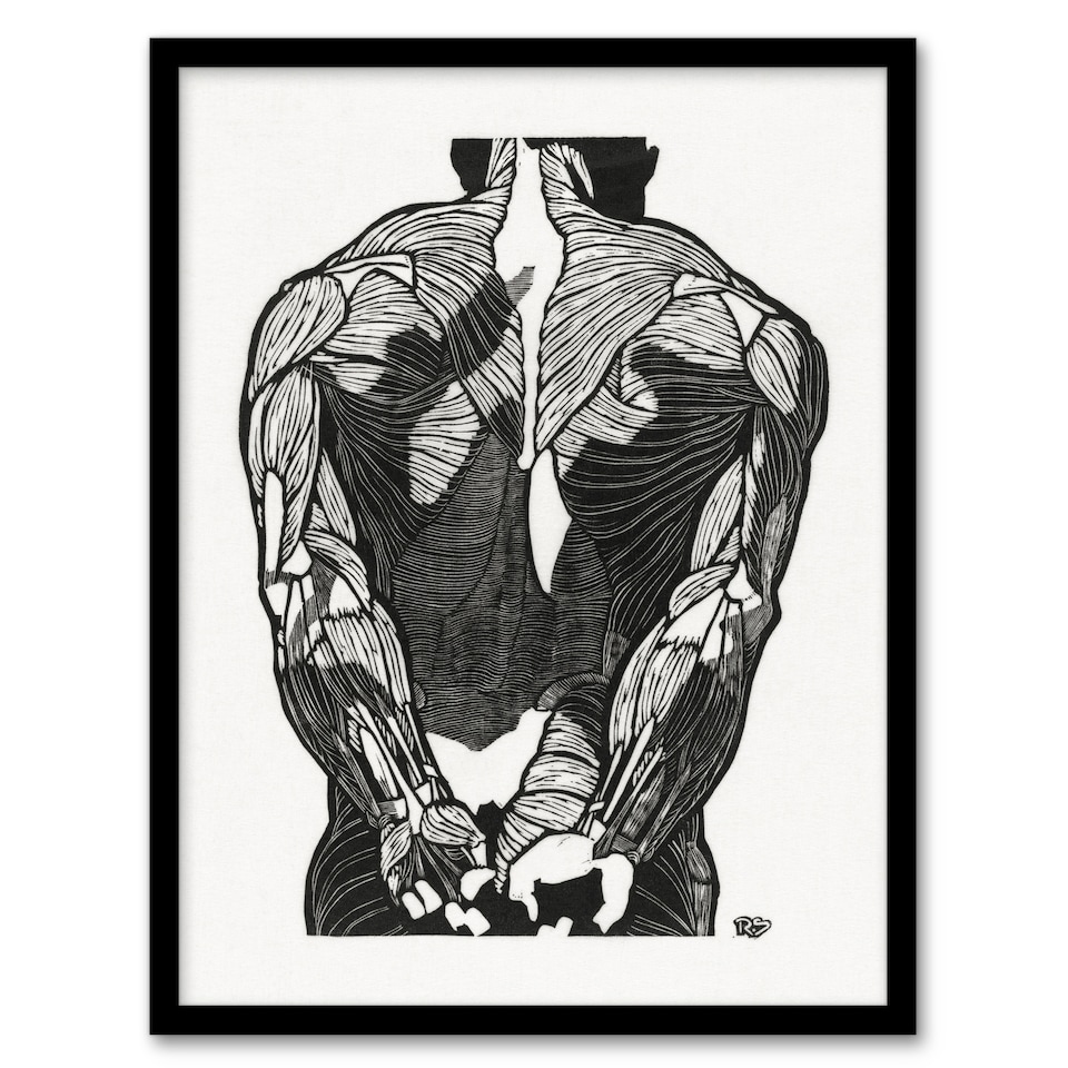 image 1 of Reijer Stolk Anatomical Study Of Mans Back Muscles Framed Wall Art Print A3