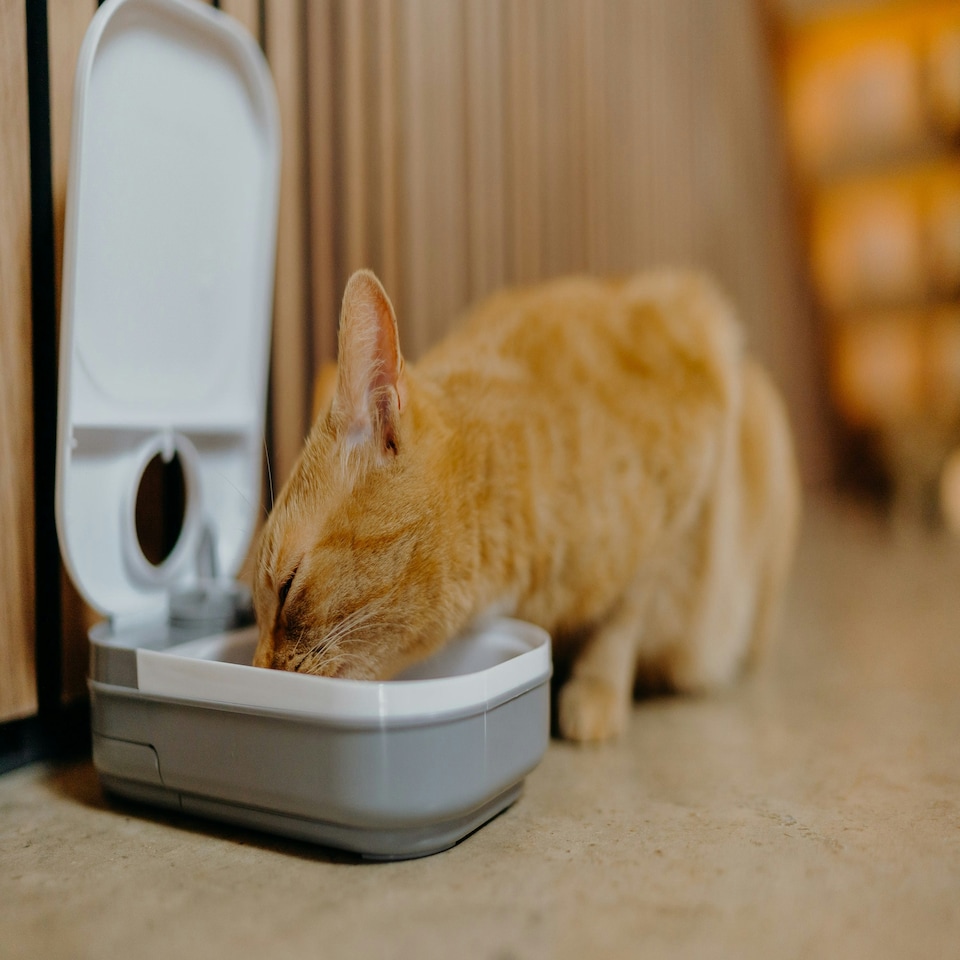 image 1 of Cat Mate One-meal Automatic Dry/Wet Food Pet Feeder (C100)