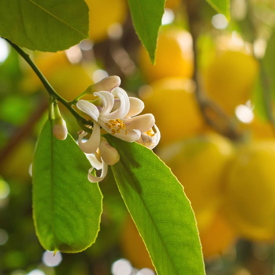 image 1 of YouGarden Citrus Lemon 'Citron' Tree in 7/9cm Pot, Lemon Trees for Gardens, Grow Your Own Tree in Garden and Home