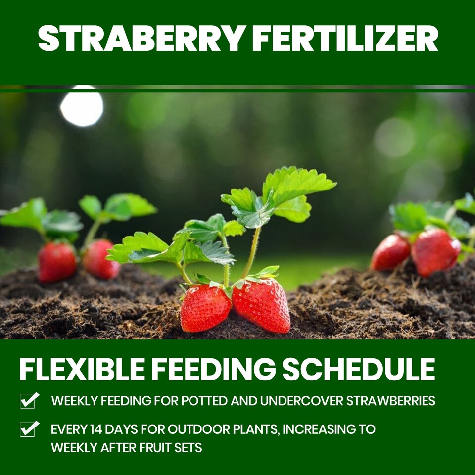 image 1 of Vitax Organic Strawberry Fertiliser 1L Liquid for Rich Flavor Bountiful Strawberries and Prolific Yields