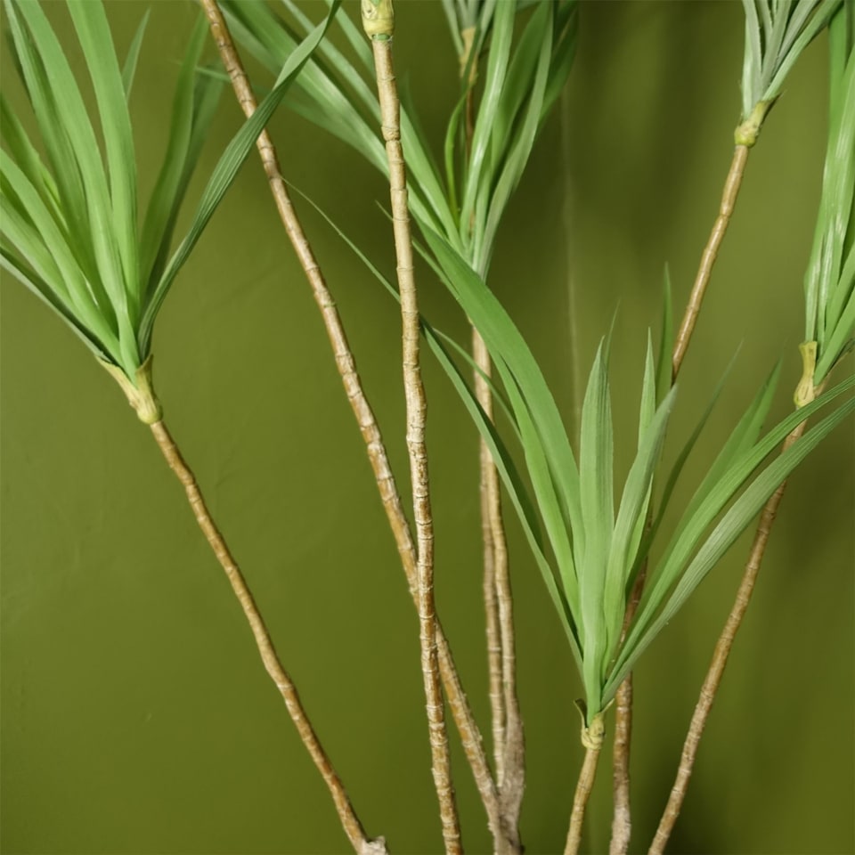 image 1 of Dragon Tree Dracaena Plant 125cm Natural Look Artificial Botanik | Green | 4ft