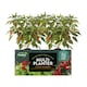 image 7 of Westland Peat Free Multi-Planter Medium 40 Litre