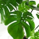 image 6 of Artificial Monstera Plant Twisted Cheese Plant 70cm Leaf Design UK Realistic Botanik
