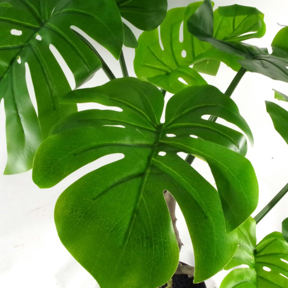 image 1 of Artificial Monstera Plant Twisted Cheese Plant 70cm Leaf Design UK Realistic Botanik