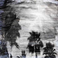 Silver and Black Palm (Canvas Print) 36" x 24"