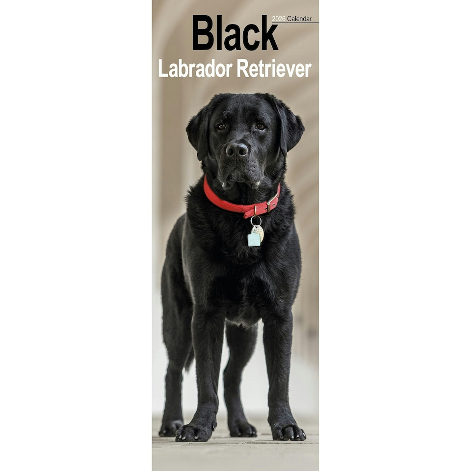 image 1 of Black Labrador Retriever Slim 2026 Calendar | Slimline Wall Calendar | Dog Breed Gift | Plastic Free Packaging | Avonside Publishing Ltd