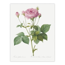 Gallic Rose Flower Illustration Redoute Vintage Wall Art Poster Print 12X16"