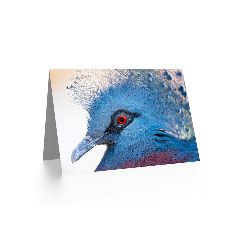 image 1 of Animal Photo Bird Victoria Crowned Pigeon Birthday Card