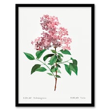 Redoute Framed Wall Art Chinese Lilac Vintage Floral Illustration Home Décor
