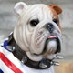 image 3 of Sitting British English Bulldog In Union Jack Coat Figurine