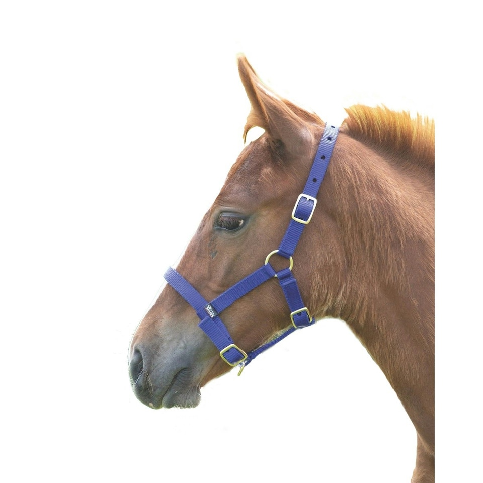 Shires Foal Headcollar - Royal Blue - Foal/Mini