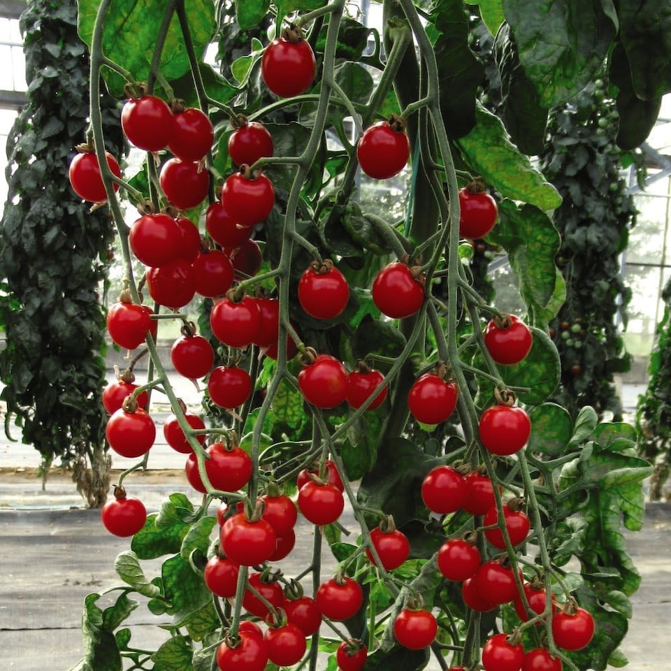 image 1 of Tomato Bite Size 1 Seed Packet (6 Seeds)