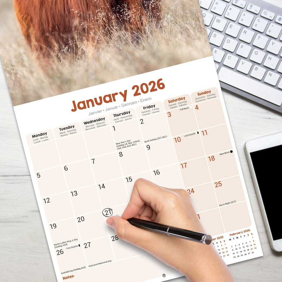 image 1 of Highland Cows 2026 Calendar | Square Wall Calendar | Farm Animal Gift | Plastic Free Packaging | by Avonside Publishing