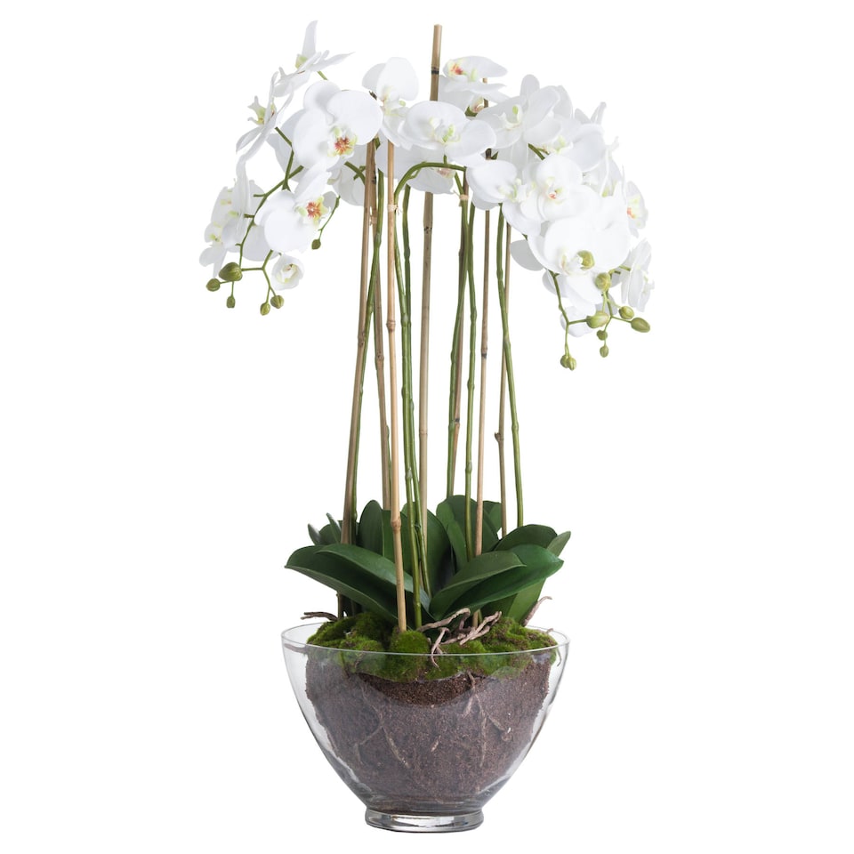 image 1 of Hill Interiors Large Orchid In Glass Pot | White | White | One Size | 1