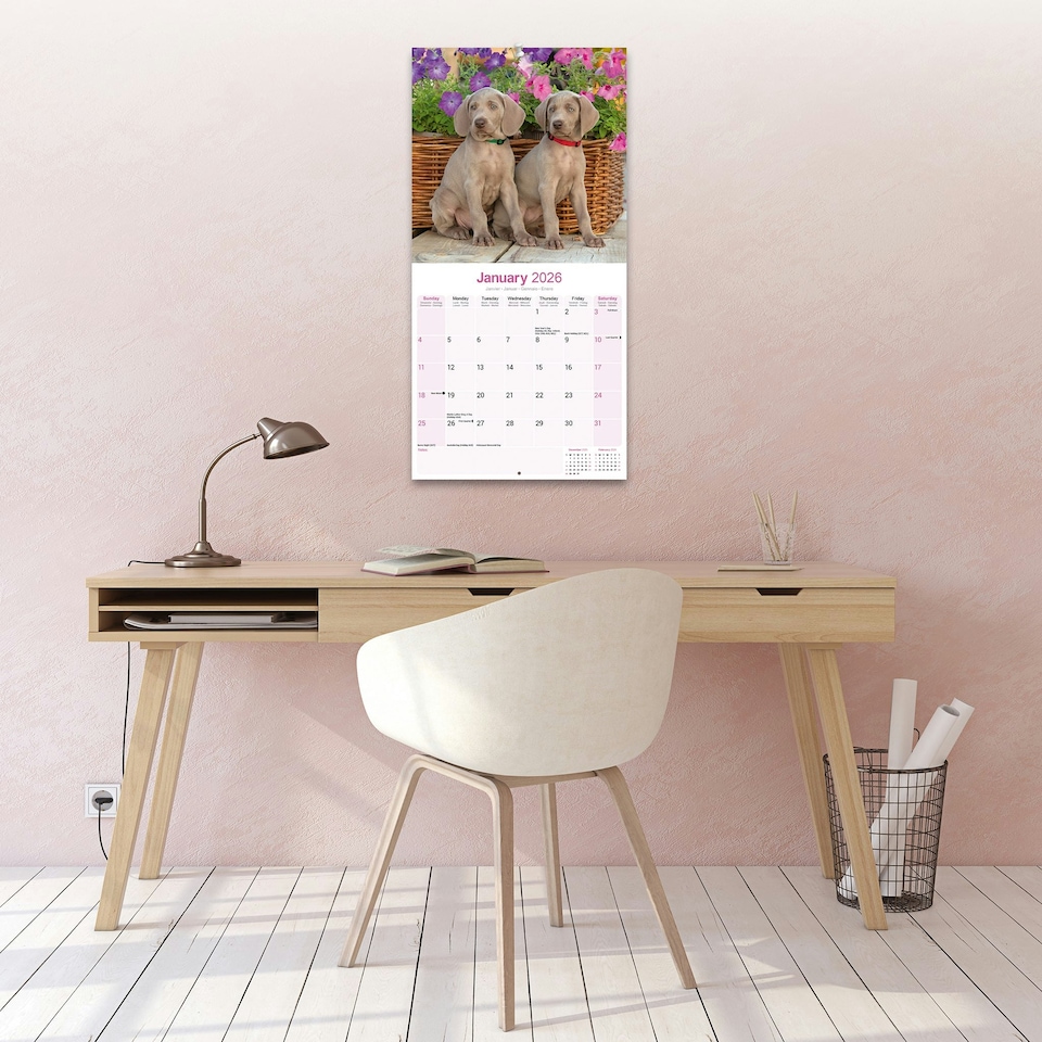 image 1 of Weimaraner 2026 Calendar | Square Wall Calendar | Dog Breed Gift | Plastic Free Packaging | by Avonside Publishing