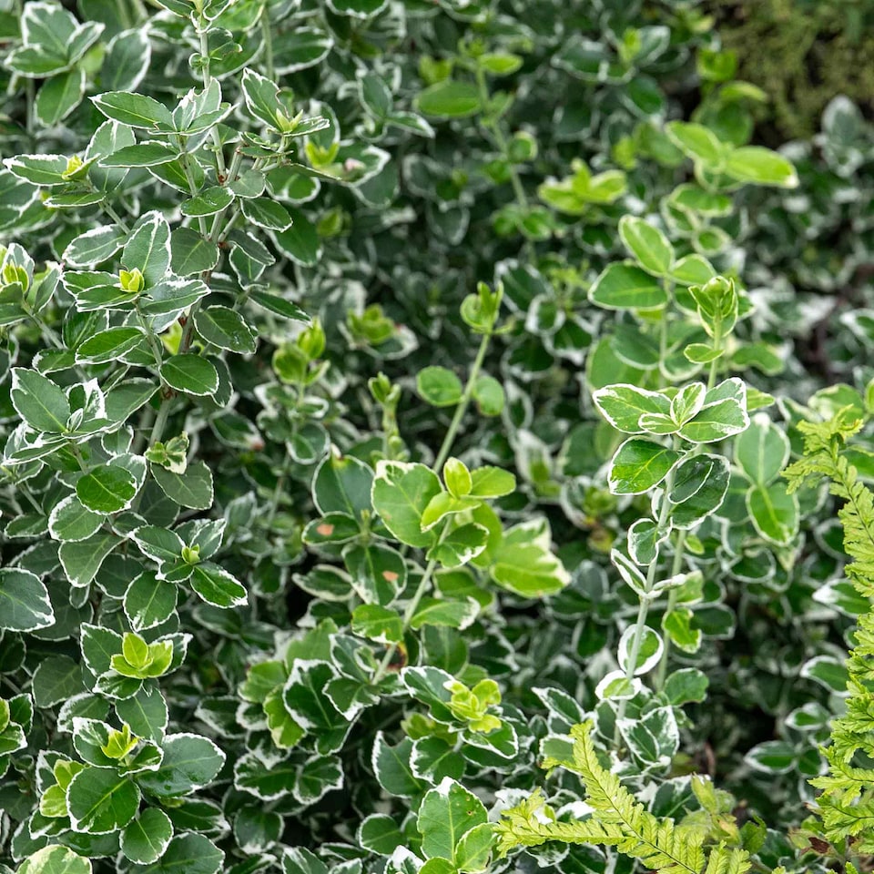 image 1 of Marshalls Garden Euonymus Fortunei 'Emerald Gaiety' 3L | Green | Green and White | 3L Plants
