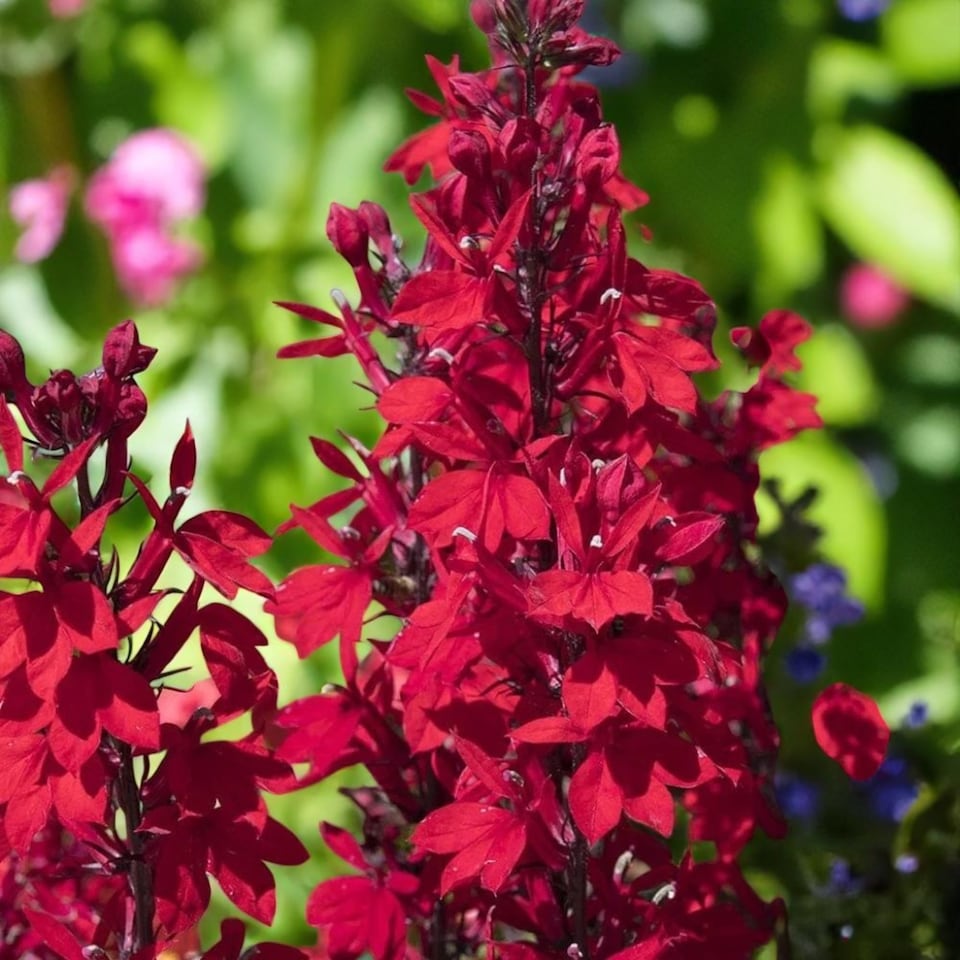 image 1 of Carbeth Plants Lobelia Speciosa Mix Starship Deep Scarlet 3 x 9cm Pot in 9cm Pot - Hardy Perennial Garden Plants