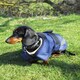 image 4 of Rhinegold Highland Dog Coat Blue | L