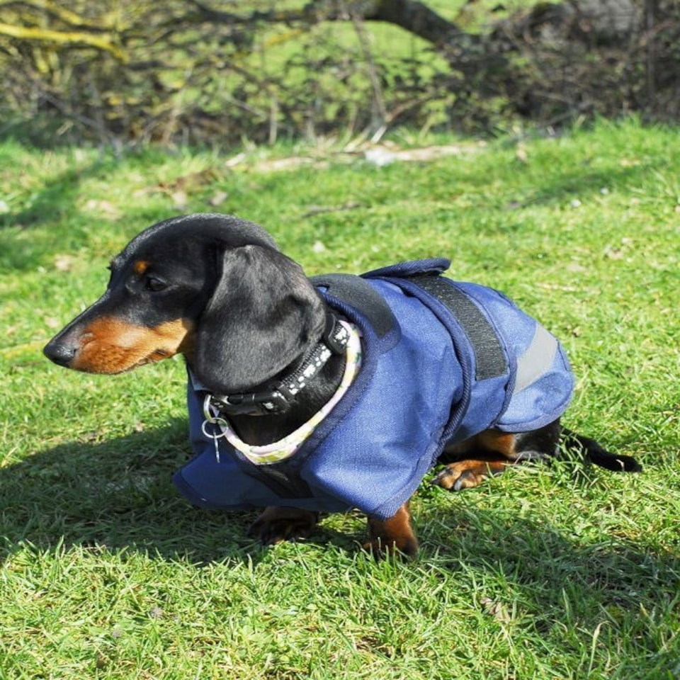 image 1 of Rhinegold Highland Dog Coat Blue | L