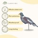 image 4 of Marco Paul Pack of 6 Pigeon Bird Scarer