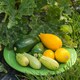 image 1 of Marshalls Garden Courgette Seeds Griller Mix F1 8 Seeds | Green | Green, Yellow, Orange