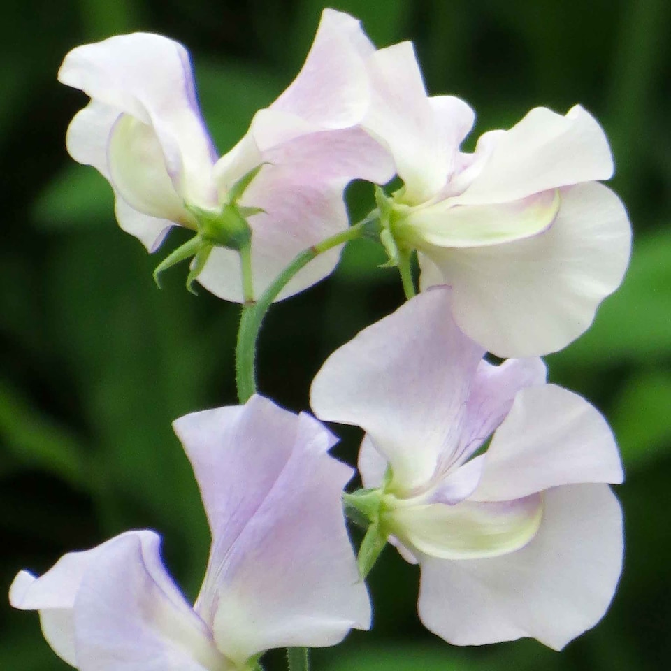 image 1 of Unwins Sweet Pea Seeds 'More Scent' Spencer-type Salmon Pink on Cream | Multi | White | Flower Seeds