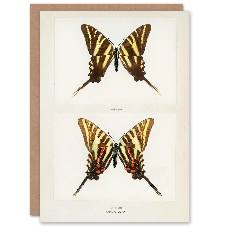 image 1 of Sherman Denton Art Card Papilio Ajax Butterfly Vintage Illustration