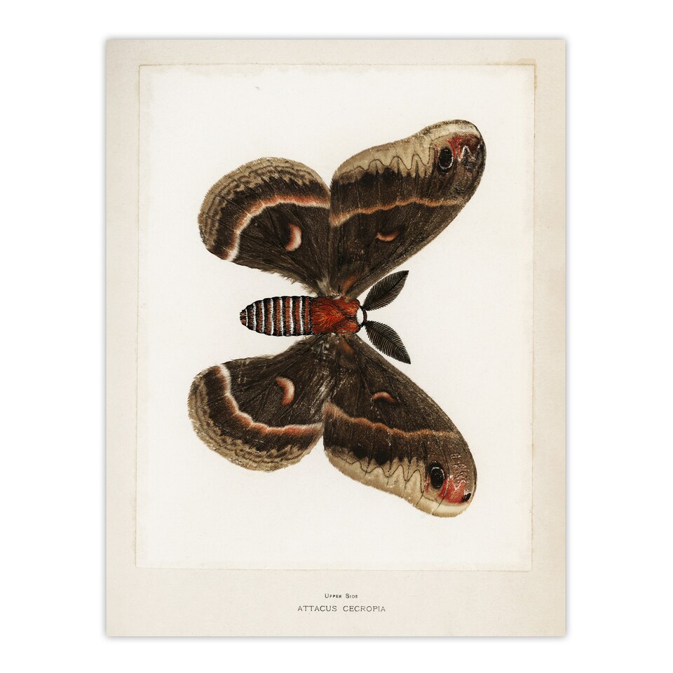 Cecropia Moth Vintage Illustration Denton Huge Wall Art Poster Print ...