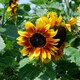 image 3 of Sunflower Harlequin Mix F1 - Mr. Men Little Miss - 1 Packet (15 Seeds)