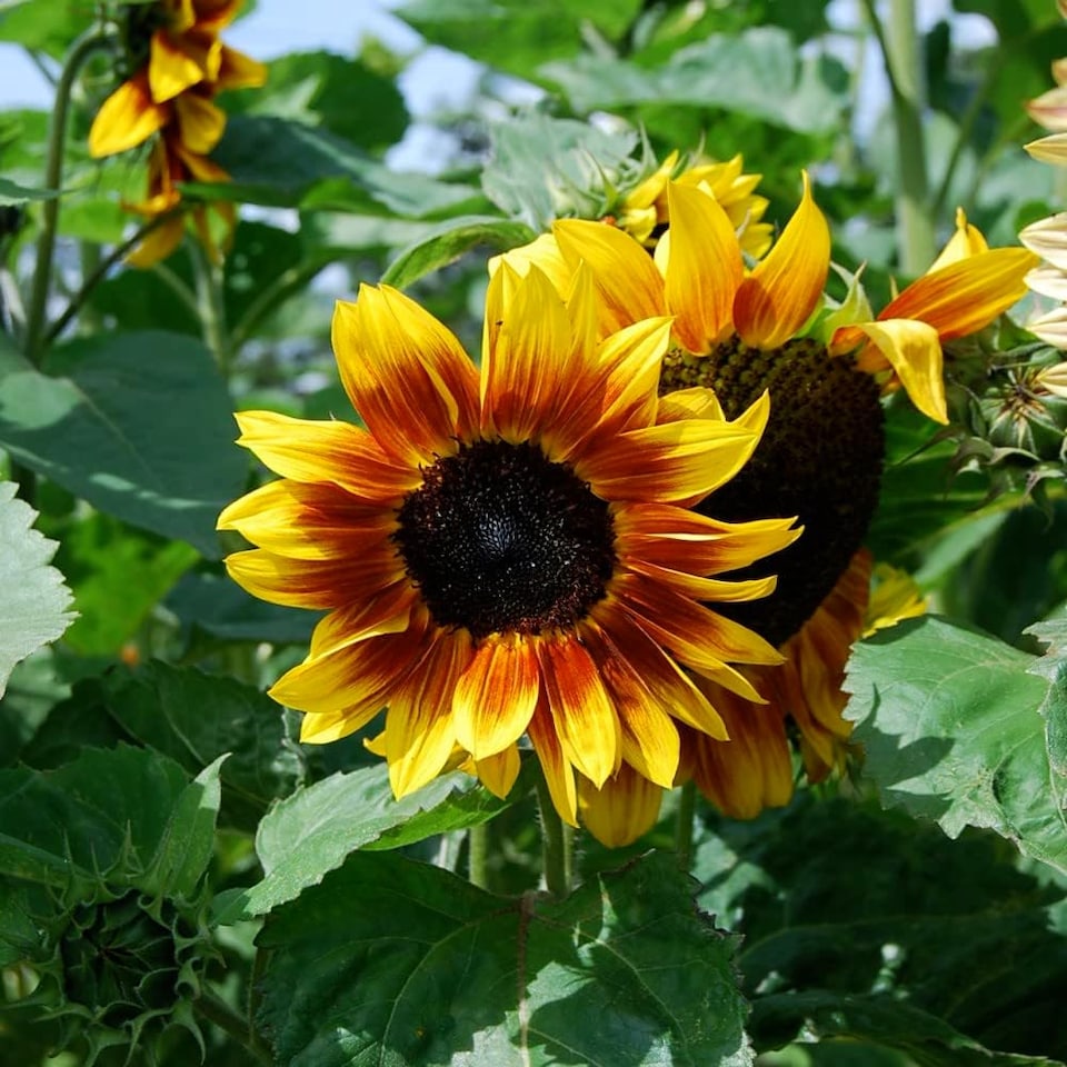 image 1 of Sunflower Harlequin Mix F1 - Mr. Men Little Miss - 1 Packet (15 Seeds)