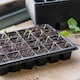 image 8 of Marshalls Garden Cauliflower Seeds Tirza (40 seeds) | Green | White | Seeds