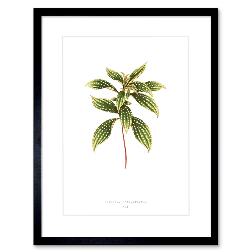 image 1 of Leaf Botanical Vintage Sonerila Margaritacea 9x7" Black Framed Wall Art Print