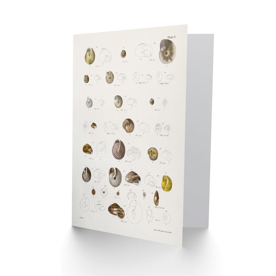 image 1 of James De Kay Seashells Study Illustration Art Greeting Card