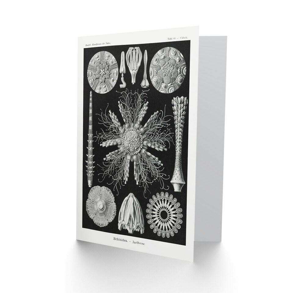 image 1 of Ernst Haeckel Art Card Echinidea Sea Urchin Species