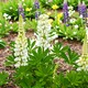 image 3 of Carbeth Plants Lupin Gallery White in 2L Pot - Compact Hardy Lupin Perennial with White Flower Spikes