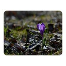 Purple crocus flowers, Colchicum, in a green grass meadow. Close up spring or autumn flower bloom in nature (Blanket)