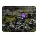 image 1 of Purple crocus flowers, Colchicum, in a green grass meadow. Close up spring or autumn flower bloom in nature (Blanket)