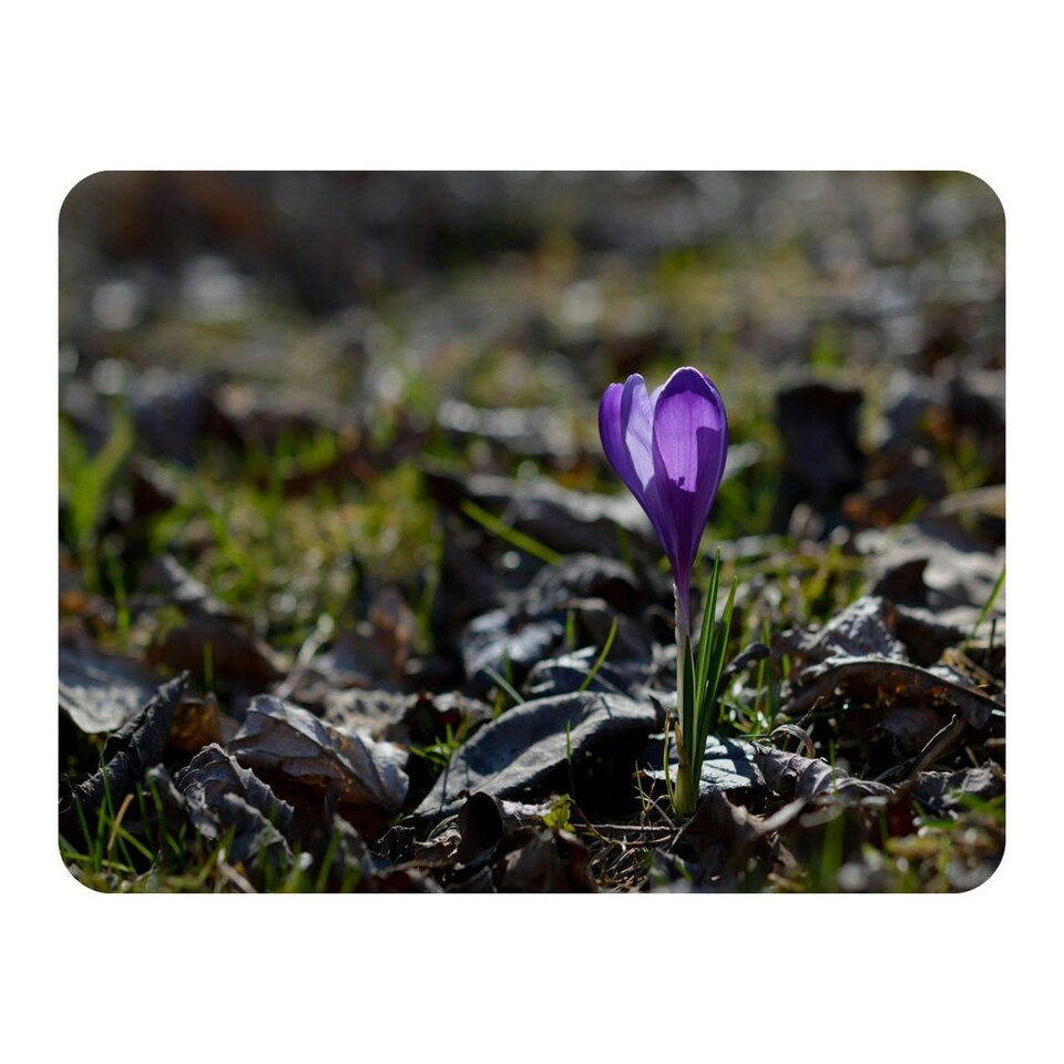image 1 of Purple crocus flowers, Colchicum, in a green grass meadow. Close up spring or autumn flower bloom in nature (Blanket)