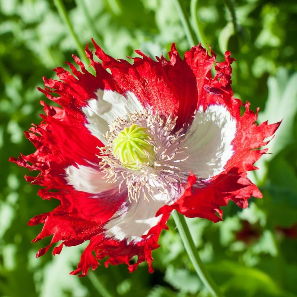 image 1 of Poppy Danish Flag Heritage Opium Poppy Seeds - Scarlet with White Cross - 400 Seeds