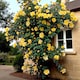 image 5 of Carbeth Plants Climbing Rose Bush in 3L Pot - Choose Your Colour - Ideal for Walls, Pillars, Trellises and Arches | Pink