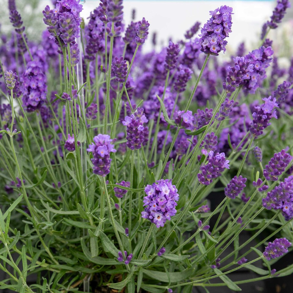 image 1 of Lavender 'Hidcote' - Hardy Fragrant Herb, Dark Purple, 60cm