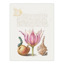 Pear Pink Tulip and Seashell Calligraphy Wall Art Poster Print 12X16"