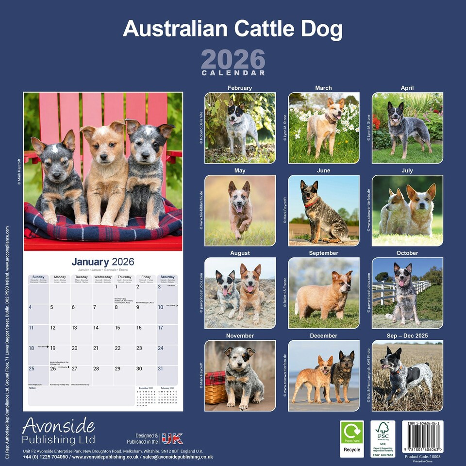 image 1 of Australian Cattle Dog 2026 Calendar | Square Wall Calendar | Dog Breed Gift | Plastic Free Packaging | by Avonside Publishing