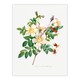 image 3 of Pierre Joseph Redoute Framed Wall Art Print White Rose Vintage Floral Home Décor