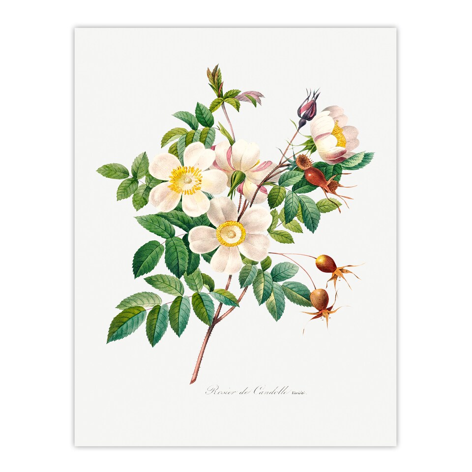 image 1 of Pierre Joseph Redoute Framed Wall Art Print White Rose Vintage Floral Home Décor