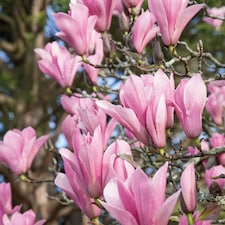 Marshalls Garden Magnolia 'Heaven Scent' - Compact Fragrant Pink Magnolia | Pink | Pink | 9cm Plants