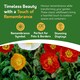 image 3 of Poppy Flower Seeds - Papaver Nudicaule, Icelandic Poppy - 10g