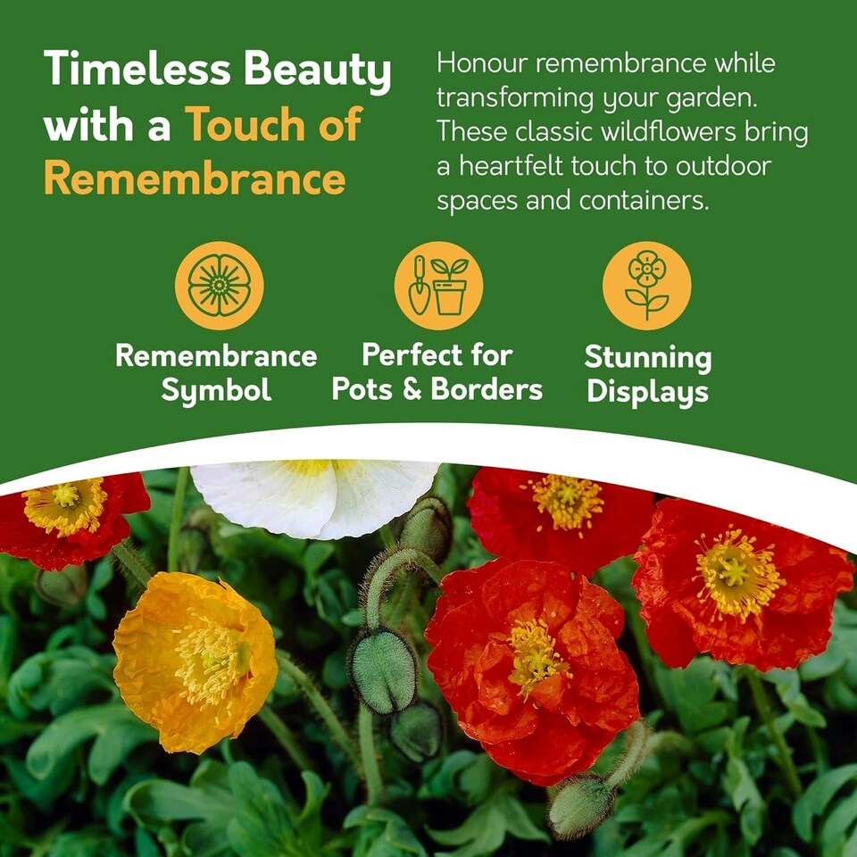 image 1 of Poppy Flower Seeds - Papaver Nudicaule, Icelandic Poppy - 10g