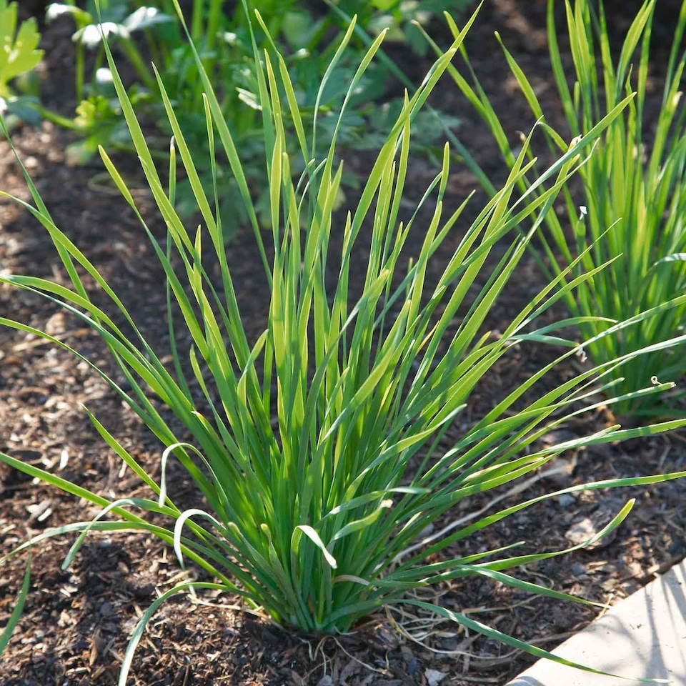 image 1 of Marshalls Garden Garlic Chives Seeds 120 Seeds